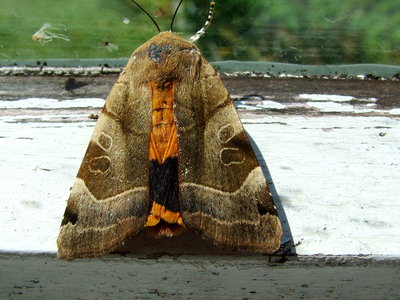 Broad-bordered Yellow Underwing